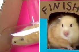 世界一賢いハムスターがついに決定 迷路を脱出するなんて賢すぎるーーー ハムスター かわいいハムスター 迷路