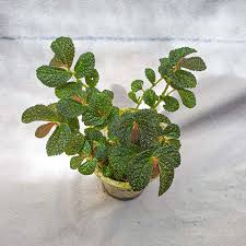 Image result for Elatostema