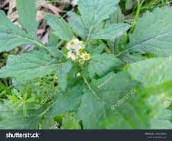 Image result for Dichrocephala integrifolia