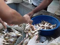 Se dice que se produce al menos una vez y, a veces, hasta dos en un año en el pequeño pueblo de yoro, en honduras. Cae Por Tercera Vez En Este Ano La Lluvia De Peces En Yoro Diario La Prensa