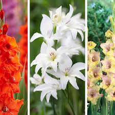 Image result for Gladiolus melleri