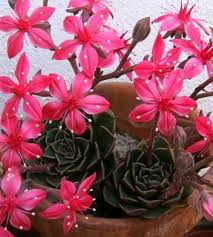 Freezing temperatures can create ice crystals that burst cells causing tissue damage. 24 Cold Hardy Cacti And Succulents That Can Withstand Frost Succulent Plant Care