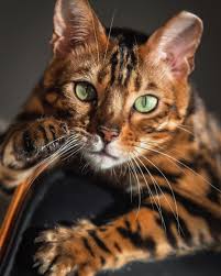 The internet is littered with tales of cats in their 20s and 30s. I Ve Got My Eye On You Bengal Cat Cats Pets