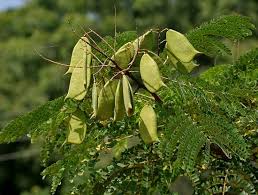 Sappan Wood Sumu Caesalpinia Sappan Lignum Sappan Seeds Tree Seeds Seed Pods