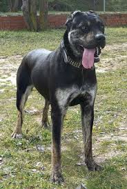 Pin By Lone Wolf On Kopek Dog Shelter Dogs Cane Corso Dogs