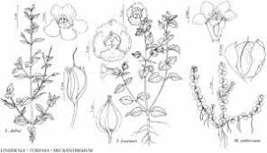 Image result for Linderniaceae