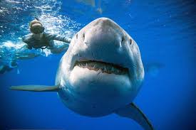 Incredible footage captures divers swimming with giant great white shark |  SBS News