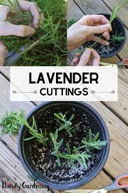 Image result for lavender cuttings