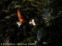 Image result for Lagarosiphon muscoides