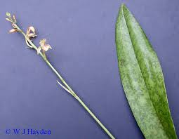 Image result for Oeceoclades maculata