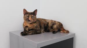 Maybe you would like to learn more about one of these? Polka Making Herself At Home At Cambridge Cat Clinic Cats Feline Animals