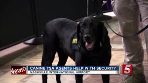 Metal detectors work by inducing an electromagnetic field. Tsa Dog Screeners Used At Bna