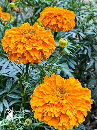 Image result for Ottelia fischeri