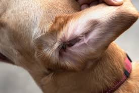 Image result for mold in the ear dog