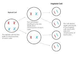 Diploid cells play a very important role in the genetic stability of diploid organisms. Haploid Vs Diploid Biology Socratic