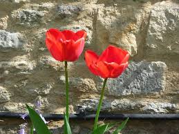 Tears of Christ at the Grave of Lazarus