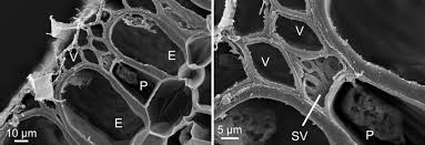 Image result for Microcoelia exilis