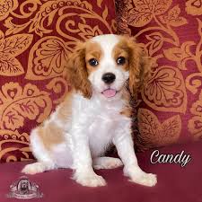 Dog Food Allergies And Canine Yeast Infections Adorable Little Blenheim Girl Cavalier King Charles Spaniel Breeder World Class Cavaliers For More Information