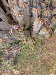 Image result for Fagonia