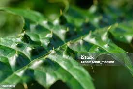 Image result for Acanthus montanus