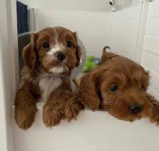 Cavapoo puppies are affectionate, gentle and graceful, highly intelligent and outgoing, with an agile mindset and a flamboyant personality. Toy Cavapoo Puppies Home Facebook