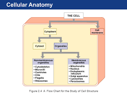 Human Anatomy Fifth Edition Chapter 1 Lecture Copyright