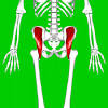 The gluteus maximus is the there are several other muscles that induce movement around the hip joint. 1