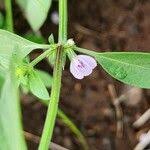 Image result for Justicia heterocarpa