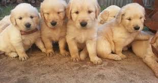 Beautiful golden retriever pups raised by experienced breeder & loving family. Litter Of 9 Golden Retriever Puppies For Sale In Katy Tx Adn 30073 On Puppyfinder Com Gender Male Golden Retriever Golden Retriever Litter Puppies For Sale