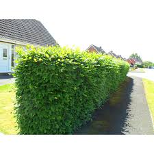 Maybe you would like to learn more about one of these? Hedging Plants Derwen Wholesale