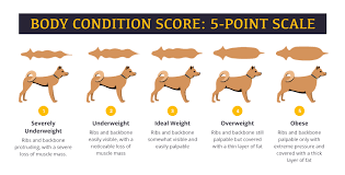 Body Condition Score Chart Underdog Pet Foods Aafco