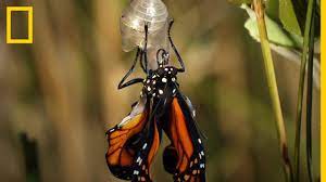 Cuanto Tarda Una Larva En Convertirse En Esta Bella Mariposa National Geographic En Espanol Youtube