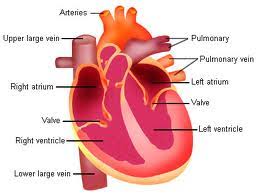 Cardiovascular System Structure Function Schoolworkhelper