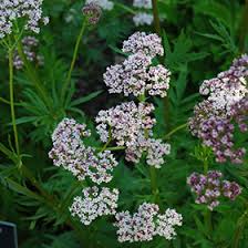 Image result for Valeriana