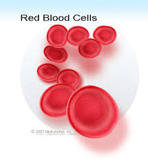 White blood cells are cellular components of blood that lack hemoglobin but possess a nucleus. Hematocrit Blood Test Normal High Low Ranges Chart