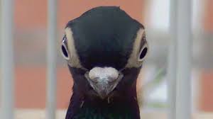 This is due mainly to the fact that a good specimen possesses a very short, straight, black beak. Pigeons Culbutants De Budapest Budapest Short Beak Budapester Kurze Tauben Youtube