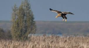 Voor een gebieden als de oostvaardersplassen en de veluwe waar grote roofdieren afwezig zijn, zou dit kunnen betekenen dat na de komst van wolven het aantal herten en (op de veluwe ook) zwijnen zou dalen. Bijzonder Veel Zeearenden In De Oostvaardersplassen Oostvaardersplassen