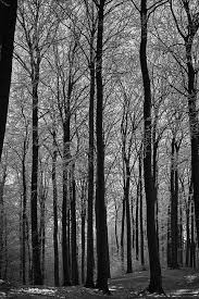 Warna hitam dan putih cukup menjadi warna yang dapat menghasilkan gambar pemandangan yang indah. Hitam Dan Putih Hutan Pemandangan Foto Gratis Di Pixabay