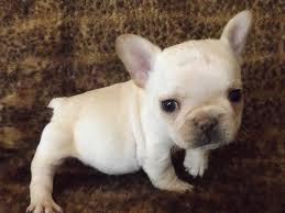 The fbdca breeder referral service is provided as a courtesy to our members and the public. How To Find The Right French Bulldog Breeder What The Frenchie