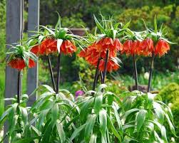 Image result for Gardenia imperialis