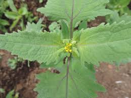 Image result for Sigesbeckia