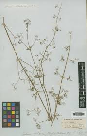 Image result for Galium bussei
