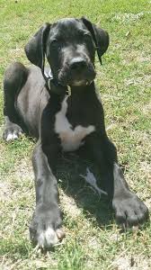 I guess this dog is great in more than one way! My Black Baby Great Dane Baby Great Dane Great Dane Great Dane Dogs