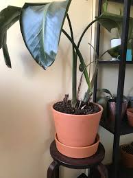 Bird Of Paradise Plant Leaves Curling And Turning Brown Bird Of Paradise Started The Curl At The Leaves Stems Are Turning Brown And Bending Breaking Any Hope Watered When Top Soil Is Dry In A South Facing Window Plantclinic