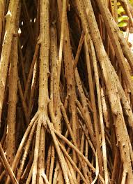 Image result for Pandanus odoratissimus