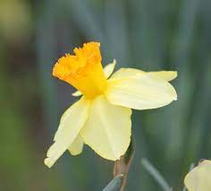 The Magic Miracles And Joy Of An Artist Flower Meanings March Birth Flower Flowers Meanings