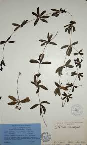 Image result for Galium chloroionanthum