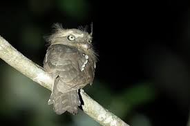 Ba'kelalan--Bario Road, Sarawak, Malaysia