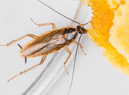 Fox pest control is a midland & odessa locally operated company; Boydstun Pest Control Cockroach Extermination Control Midland Odessa Tx