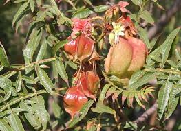 Image result for Erythrophysa